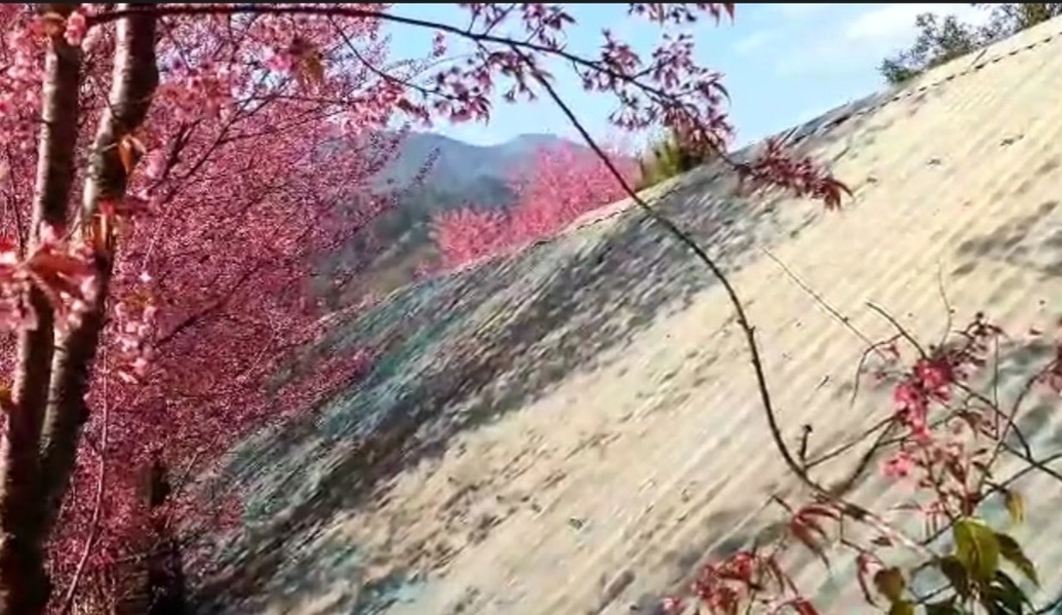 hoa anh đào - 15 Cũng theo thầy Nguyễn Quốc Trí, sau khi hoa kết thúc thì những trái đào bắt đầu lớn. Tuy nhiên, quả của loại hoa anh đào này nhỏ như quả nho. Quả đến khi chín có màu đen.