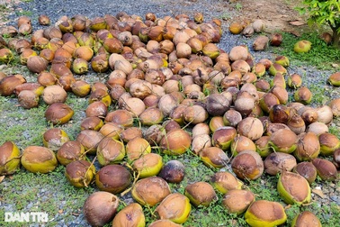 Sâu đầu đen "tấn công" 200ha dừa, nông dân đứng trước nguy cơ trắng tay