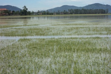 Những hình ảnh "hậu" cơn bão số 3