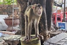 Kiểm lâm truy tìm con khỉ cắn 4 người dân ở TPHCM