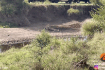 Hươu cao cổ xả thân bảo vệ con trước sư tử háu đói và cái kết