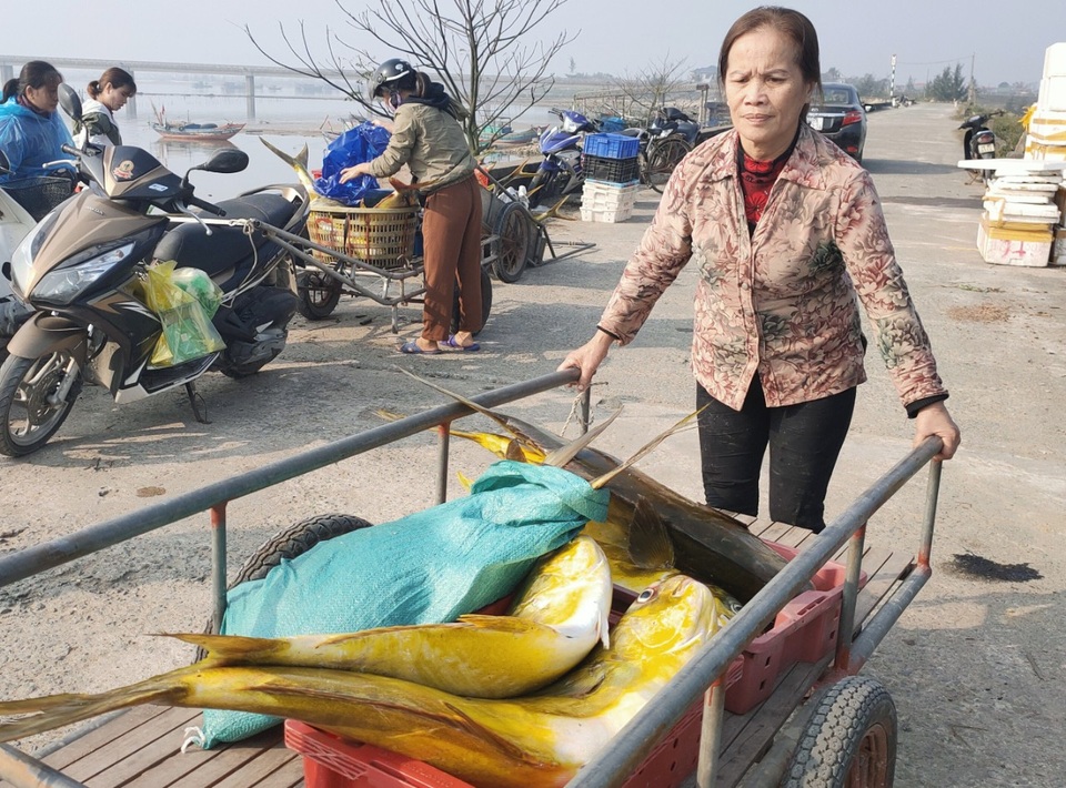 Trúng mẻ vàng cuối năm, mỗi ngư dân thu hơn 40 triệu đồng sau một đêm - 2 Trúng mẻ vàng cuối năm, mỗi ngư dân thu hơn 40 triệu đồng sau một đêm - 2