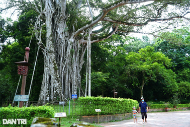 Kỳ lạ cây đa ôm cây thị và cây ổi biết cười ở Lam Kinh