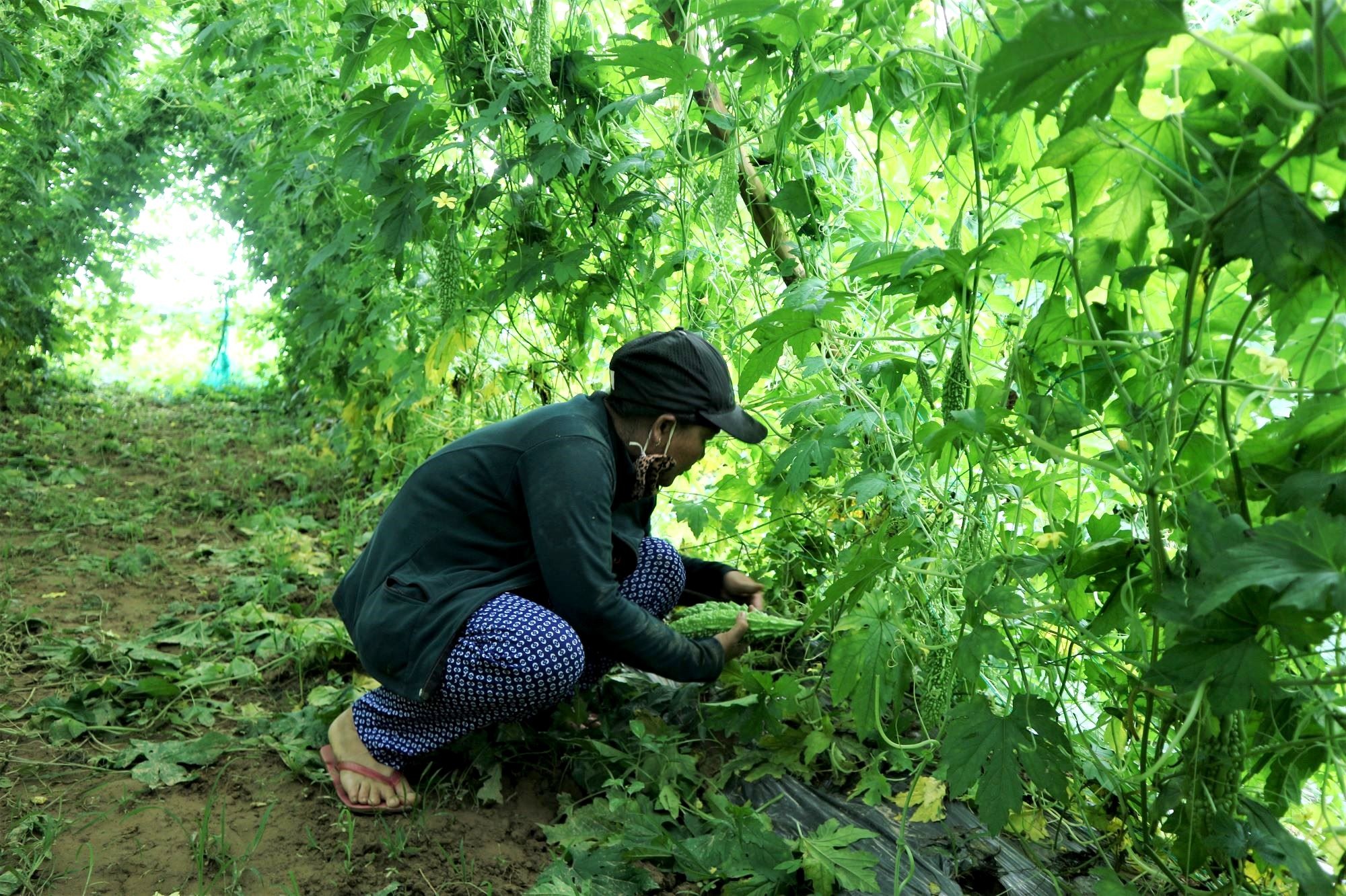 Nông dân khóc mếu vì giáp Tết rau củ bất ngờ tăng giá - 1 Nông dân khóc mếu vì giáp Tết rau củ bất ngờ tăng giá - 1