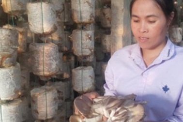 Nam Định: Mỗi năm kiếm hơn nửa tỷ đồng nhờ trồng nấm sạch