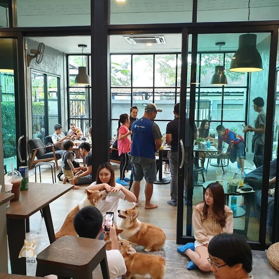 Quán cà phê toàn nhân viên 4 chân biết mua vui, lấy lòng khách ở Bangkok - 4 Quán cà phê toàn nhân viên 4 chân biết mua vui, lấy lòng khách ở Bangkok - 4
