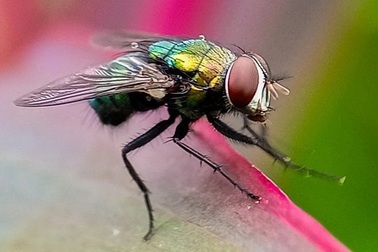 Lý do khiến Mỹ dự định thả hàng tỷ con ruồi từ máy bay