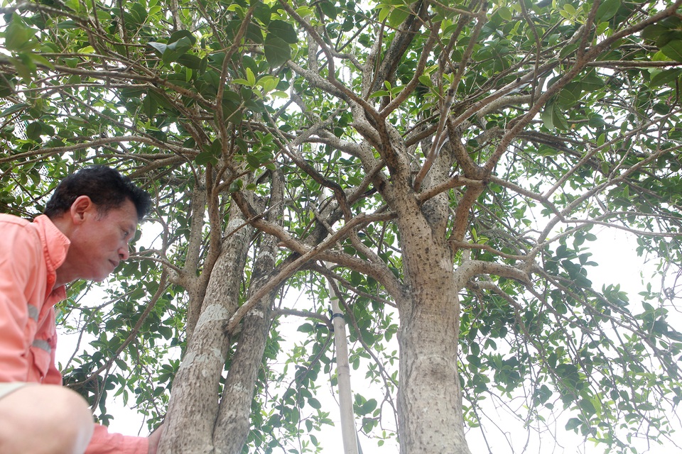 Mộc hương cổ “huynh đệ” trả 3 tỷ đồng không bán, đại gia đất Tổ để chơi - 6 Mộc hương cổ “huynh đệ” trả 3 tỷ đồng không bán, đại gia đất Tổ để chơi - 6