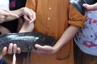 Nườm nượp lên chùa xem cá lóc có “chữ lạ” trên đầu