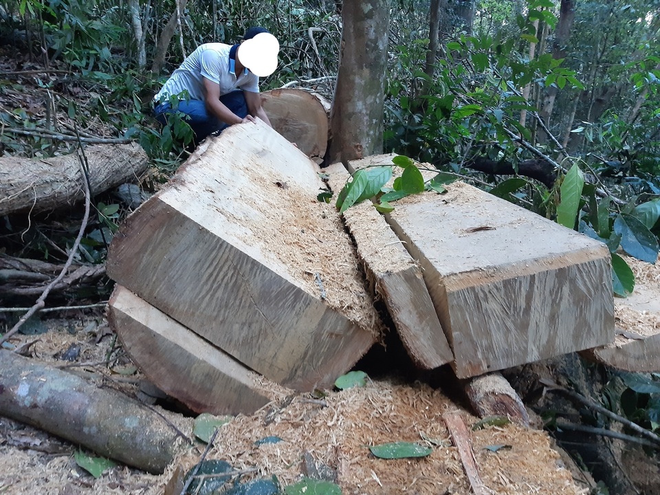 Khởi tố vụ phá rừng phòng hộ nghiêm trọng sau phản ánh của Báo Dân trí! - 3 Khởi tố vụ phá rừng phòng hộ nghiêm trọng sau phản ánh của Báo Dân trí! - 3
