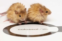 Hồi sinh voi ma mút bằng cách tạo ra loài chuột lông