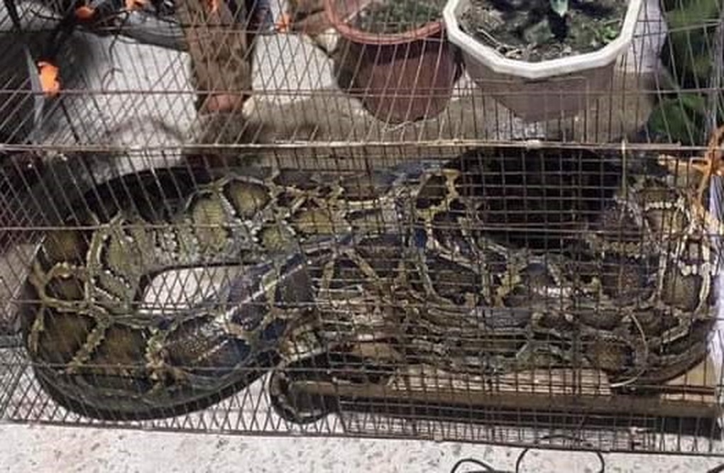 Con trăn dài 4m bò vào nhà dân săn gà - 1 Con trăn dài 4m bò vào nhà dân săn gà - 1