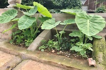 Khoét lỗ bê tông trồng rau: Hà thành sánh cùng Hà Giang