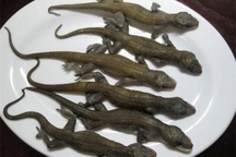 Đặc sản từ một loài vật kinh dị ít ai ngờ tới, hương vị lại thơm ngon