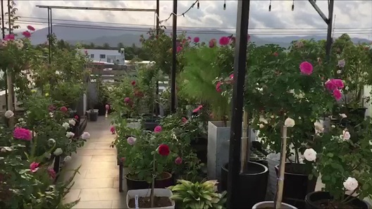 Thầy giáo tiếng Anh ở Khánh Hòa tự tay làm vườn hồng 70 gốc tặng vợ