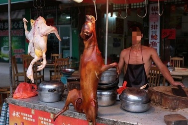 Có nên luật hóa việc cấm giết mổ, ăn thịt chó mèo?