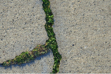 Các nhà khoa học tạo ra bê tông sống kỳ lạ