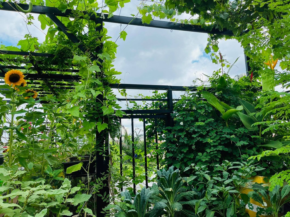 Ngắm vườn như rừng bách thảo trên sân thượng của nữ gia chủ ở Sài Gòn - 1