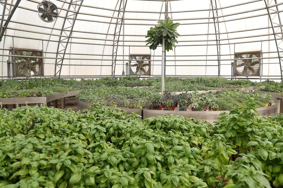 Cảnh trồng rau, nuôi gà trong thành phố xanh đầu tiên ở Dubai - 7