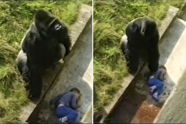 Sống sót sau khi rơi vào chuồng khỉ đột, nam sinh khốn khổ ở trường học