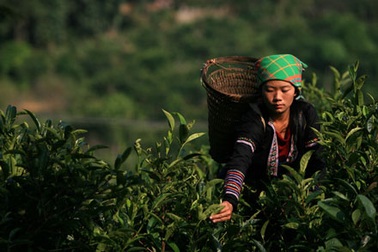 Hương trà Suối Giàng