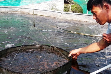 Nông dân kiếm tiền tỷ mỗi năm từ ...tôm thẻ