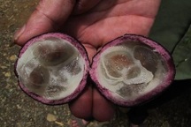 9 trẻ cấp cứu khẩn cấp vì ngộ độc quả hồng trâu, một bé tử vong