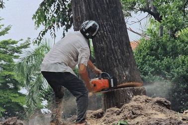 Đốn hạ cây, mở rộng tìm kiếm hài cốt liệt sĩ ở Công viên Lê Thị Riêng