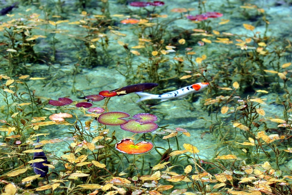 Monets Pond - tuyệt tác nghệ thuật từ thiên nhiên của tỉnh Gifu - 5 Monets Pond - tuyệt tác nghệ thuật từ thiên nhiên của tỉnh Gifu - 5