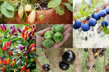 Những nông sản lạ tự trồng “đốn tim” dân Thủ đô