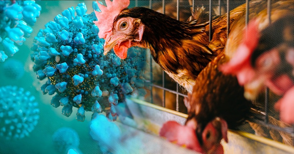 Cúm gia cầm H5N1 gây tử vong cho người, Bộ Y tế chỉ đạo ứng phó - 1 Cúm gia cầm H5N1 gây tử vong cho người, Bộ Y tế chỉ đạo ứng phó - 1