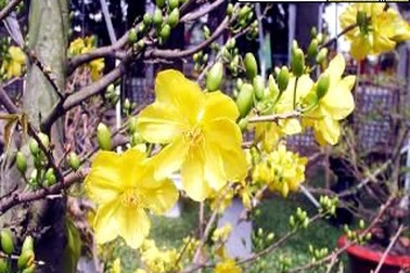 Ca khúc "Gửi nắng cho em" của nhạc sĩ Phạm Tuyên