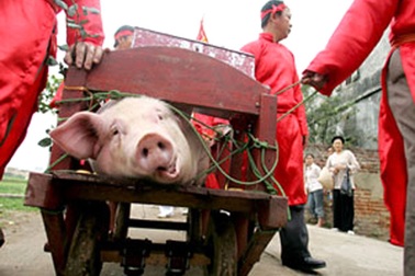 Chấm dứt màn chém lợn gây tranh cãi ở Lễ hội Ném Thượng