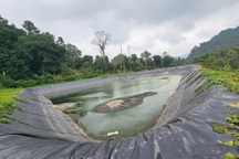 Yêu cầu doanh nghiệp tạm dừng tiếp nhận lợn để cải tạo hệ thống nước thải