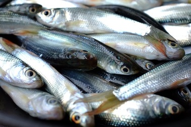 Kiếm tiền triệu mỗi ngày từ săn cá linh mùa lũ