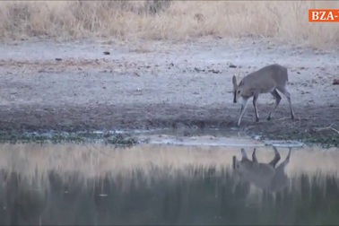 Xem linh dương dùng "khinh công" để tránh đòn sát thủ của cá sấu