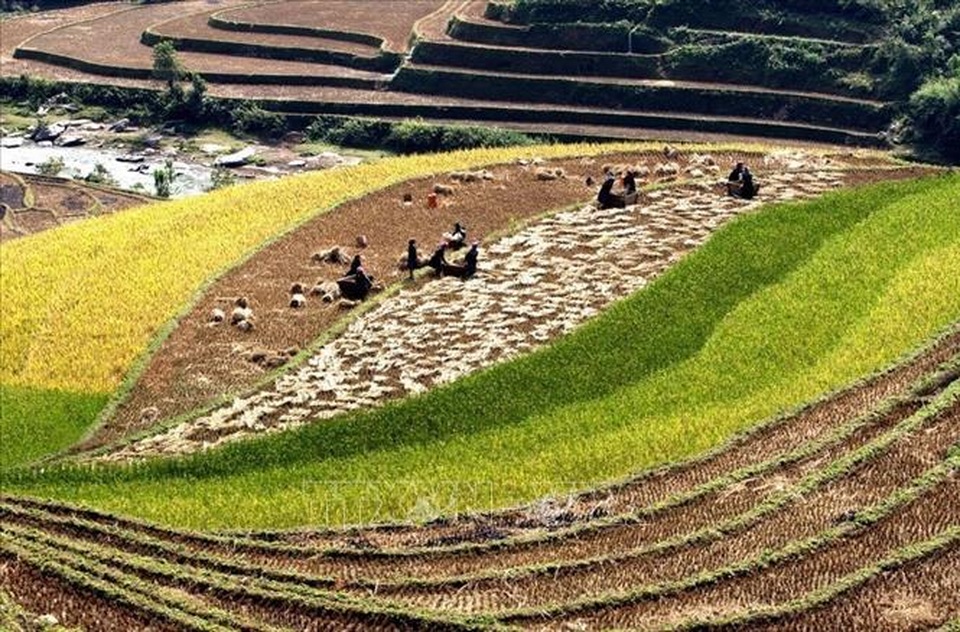 Ngắm mùa vàng trên ruộng bậc thang Mù Cang Chải - 4