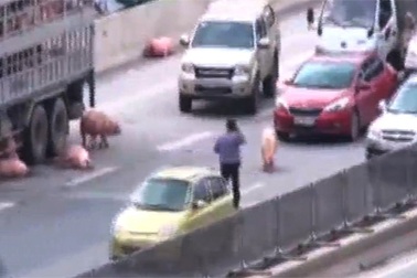 Hà Nội: Hơn chục con lợn đi lại "nghênh ngang", đường trên cao ùn tắc kéo dài