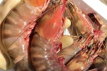 Bất ngờ loại tôm mỗi con có giá bằng cả lượng vàng, nay được rao bán “siêu rẻ”