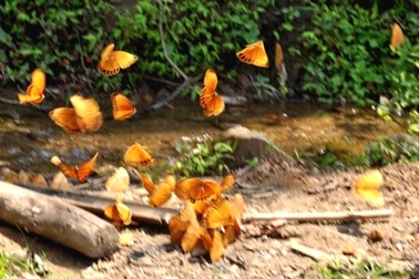 Bướm vàng bay rợp trời ở Sa Pa - Bát Xát