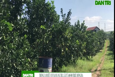 Trồng cam hữu cơ tại Quảng Trị