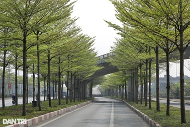 Kiến nghị xử lý nhiều cán bộ, lãnh đạo Hà Nội trong vụ án cây xanh