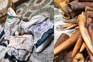 Bắt giữ xe tải ngang nhiên chở hơn 2 tạ ngà voi đi tiêu thụ