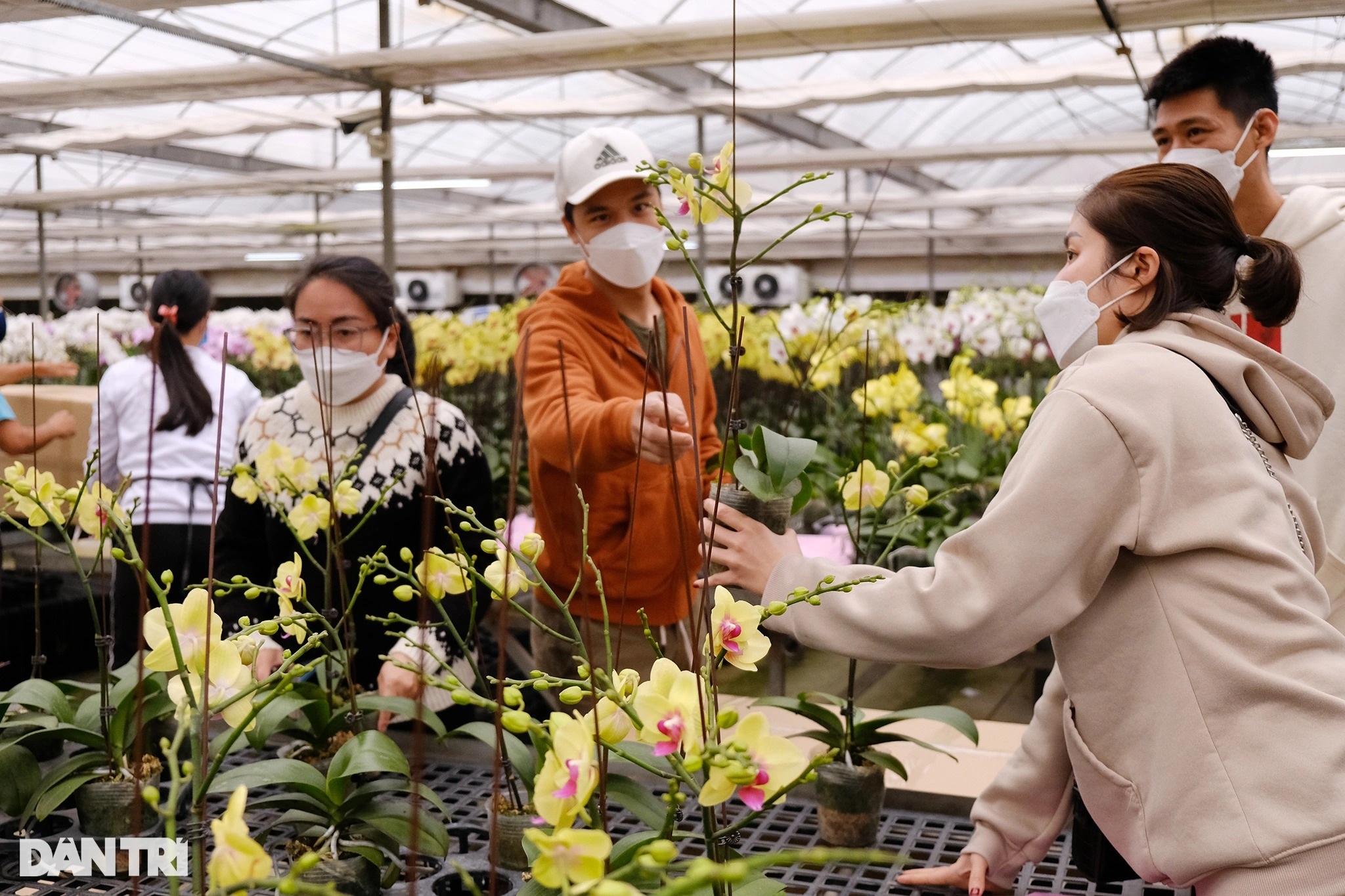Bên trong cơ sở nuôi cấy mô, lai tạo giống hoa lan hồ điệp - 3 Bên trong cơ sở nuôi cấy mô, lai tạo giống hoa lan hồ điệp - 3