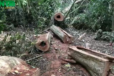 Vườn quốc gia Cúc Phương “chảy máu”