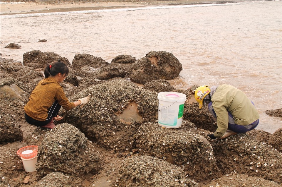 Độc đáo nghề gõ hà biển ở Đồ Sơn - 3