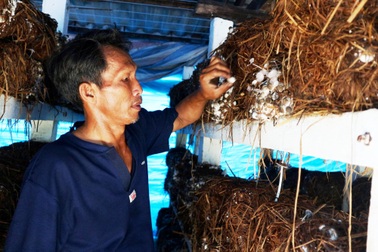 Gặp cựu chiến binh kiếm hàng trăm triệu đồng từ trồng nấm rơm
