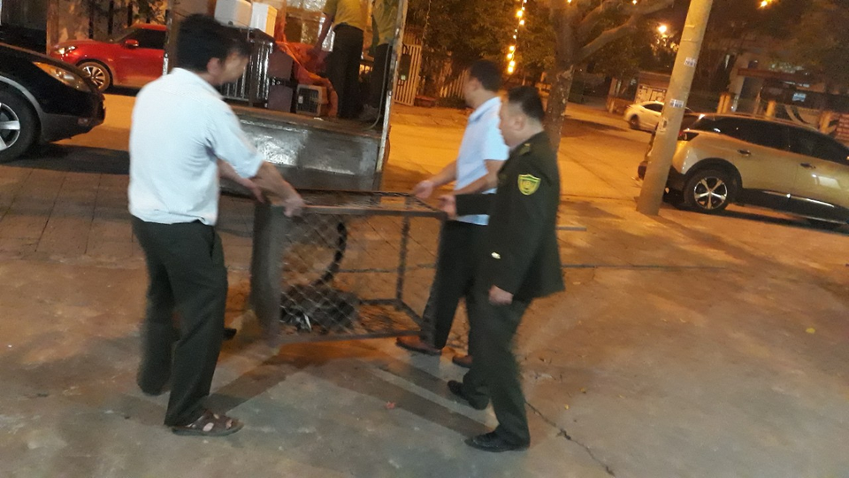 Giải cứu 12 động vật hoang dã từ một nhà hàng - 2 Giải cứu 12 động vật hoang dã từ một nhà hàng - 2