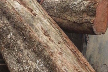 Giải mã "bí mật" tại sao cây gỗ sưa "đắt hơn vàng"