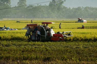 Xe gặt đập giúp nông dân thoát cảnh phơi mình dưới nắng
